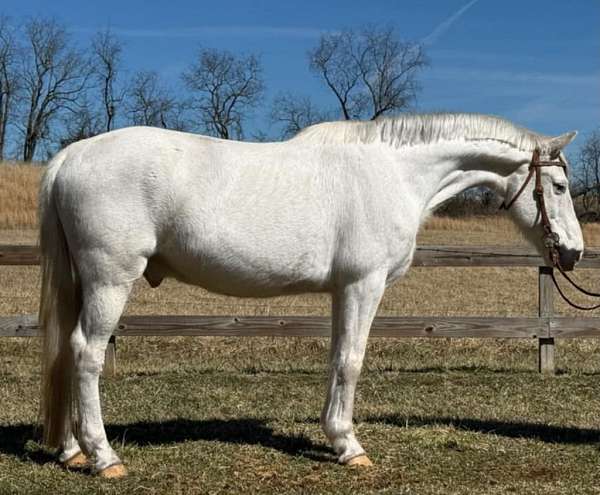 all-around-appaloosa-horse