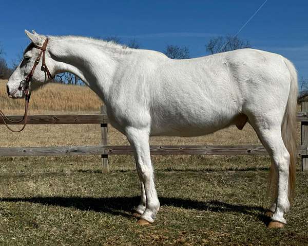 all-around-appaloosa-horse