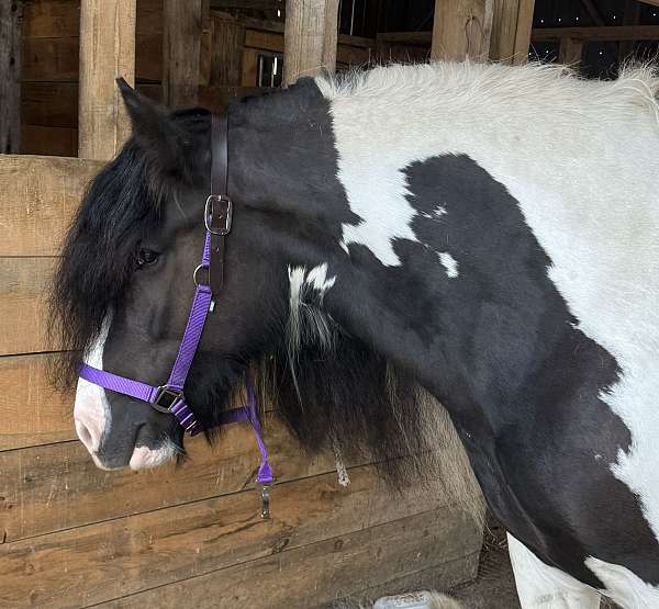 piebald-breeding-show-horse