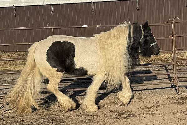 piebald-foal