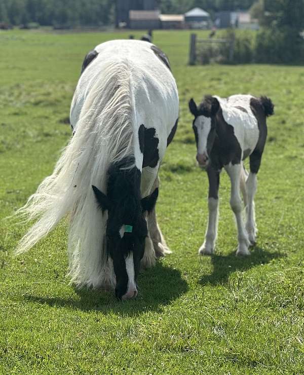 breeding-show-gypsy-vanner-horse