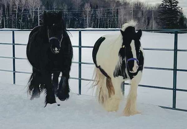 piebald-foal
