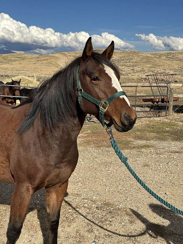 rodeo-quarter-horse