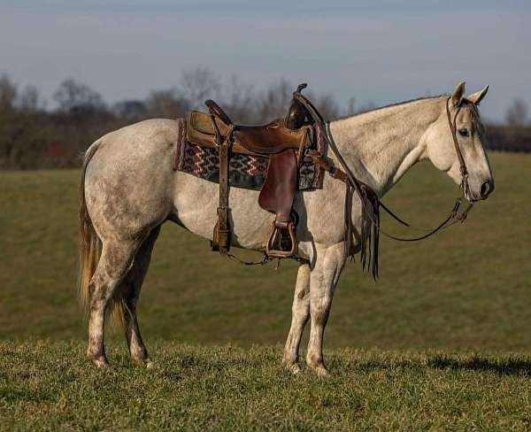 athletic-quarter-horse