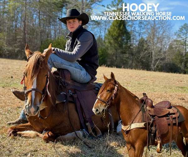 old-sorrel-tennessee-walking-horse