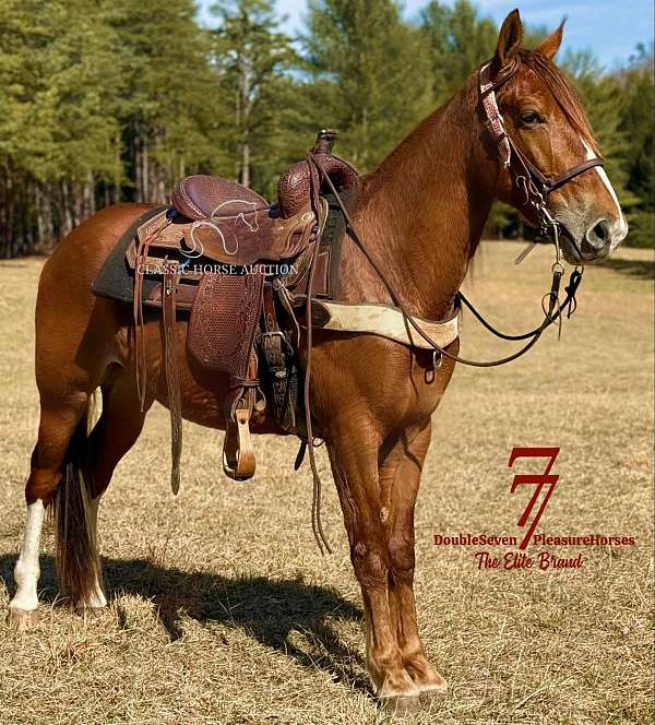 age-tennessee-walking-horse