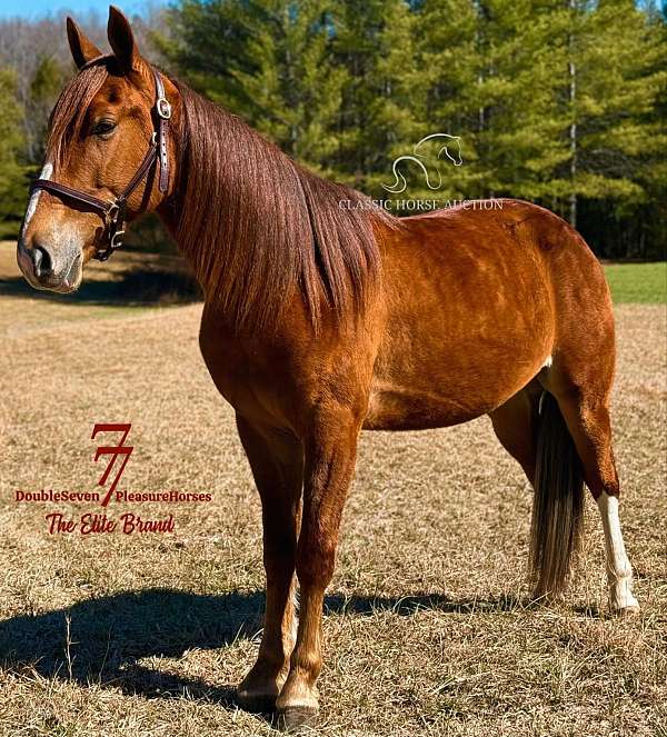 all-tennessee-walking-horse