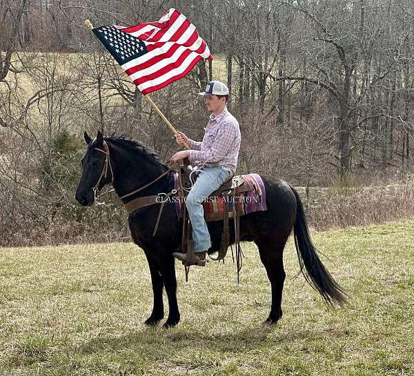 transportation-tennessee-walking-horse