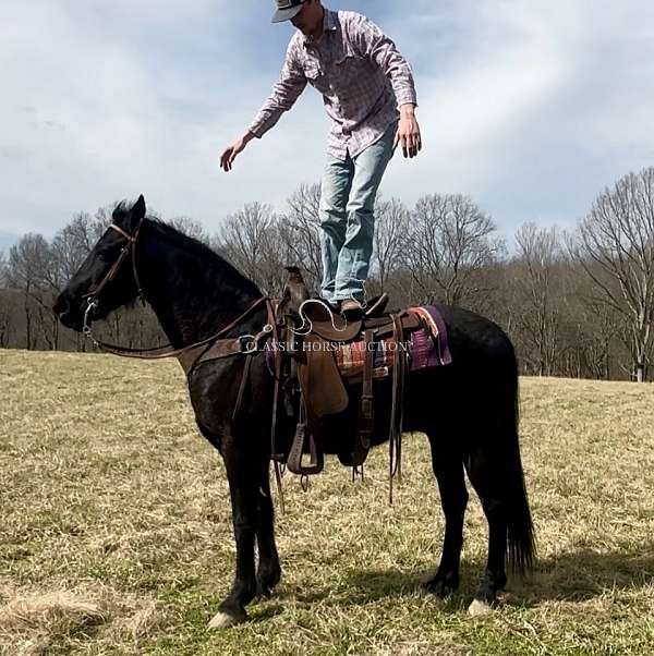 all-tennessee-walking-horse