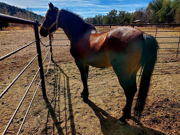 arabian-horse-for-sale