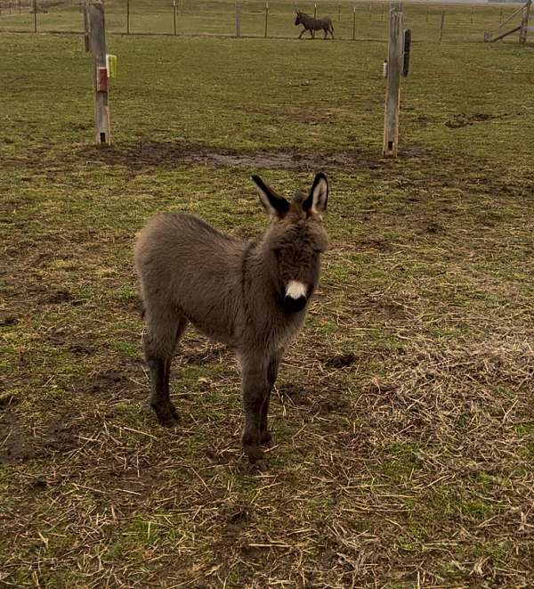 donkey-cross-white-snout-horse