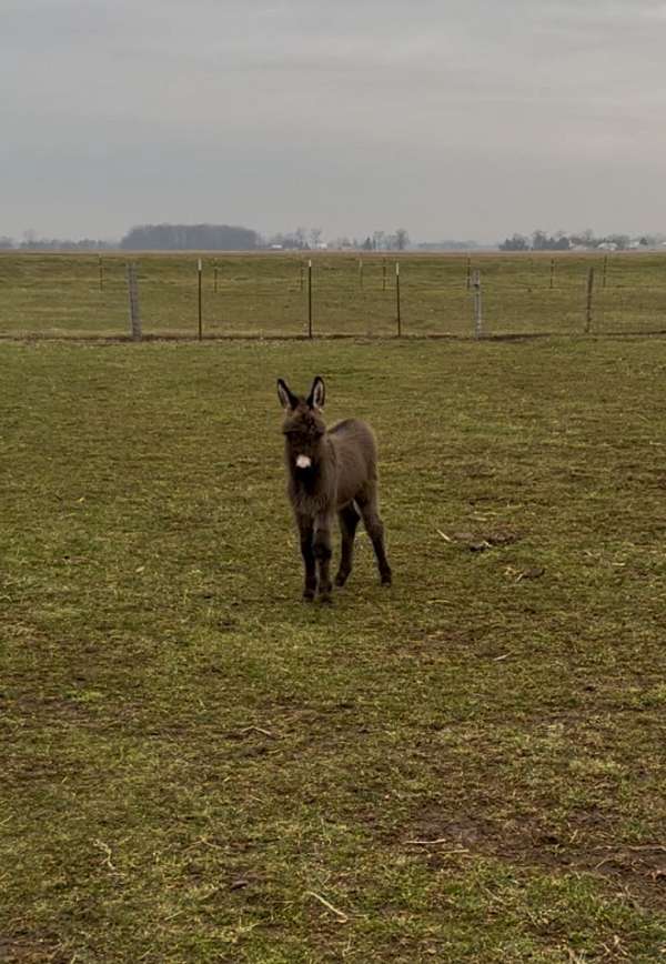 grey-donkey-cross-white-snout-horse