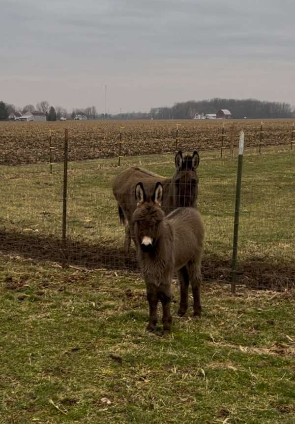 donkey-cross-white-snout