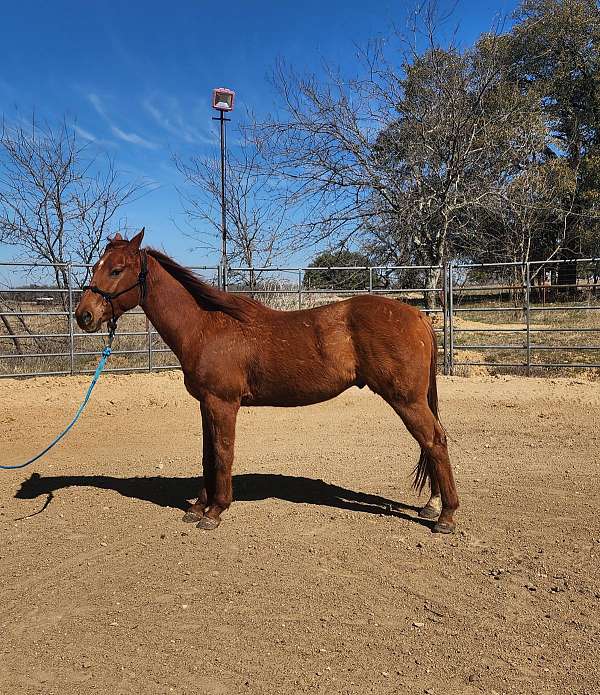 quarter-horse-gelding