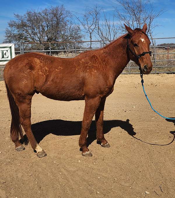 quarter-horse-for-sale