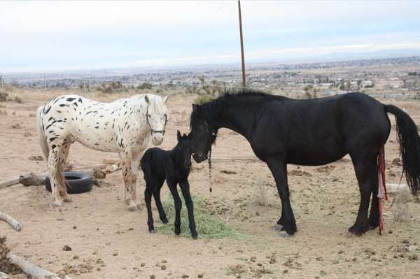 white-black-leopard-spots-horse