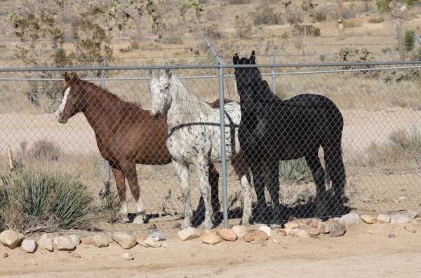 all-around-appaloosa-horse