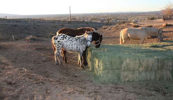 athletic-appaloosa-horse