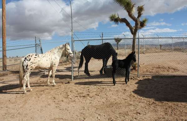 breeding-appaloosa-horse