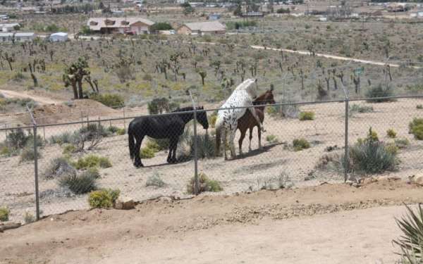 halter-appaloosa-horse