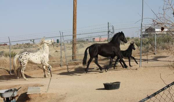 horsemanship-appaloosa-horse