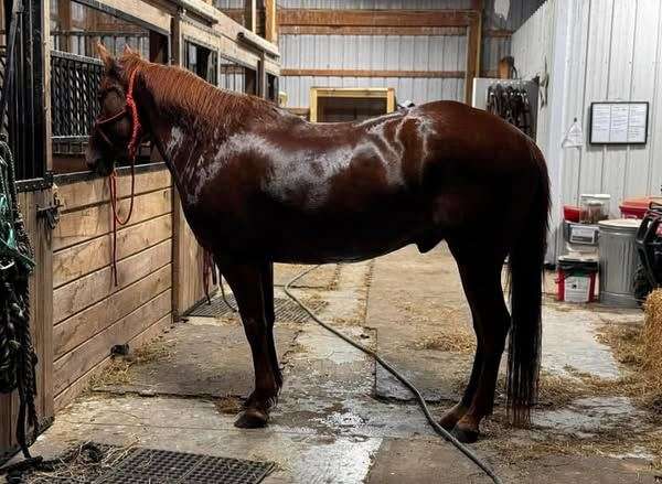 barrel-cross-gelding