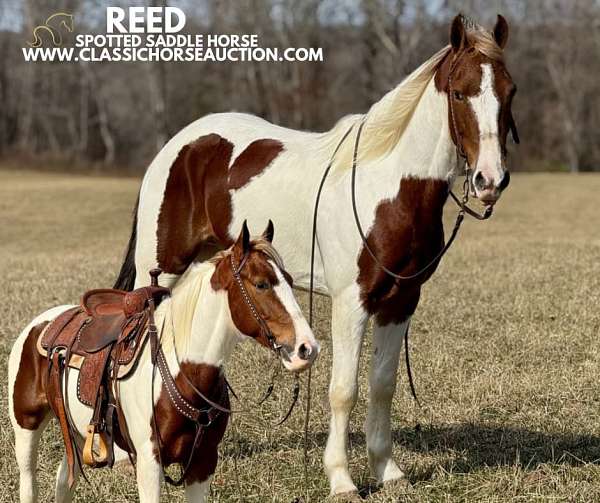 and-shoeing-spotted-horse