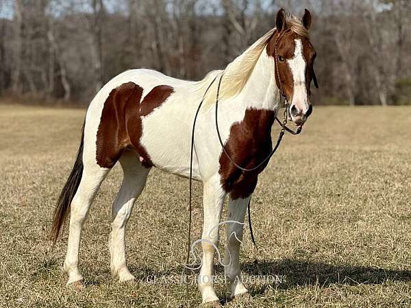 any-rider-spotted-horse