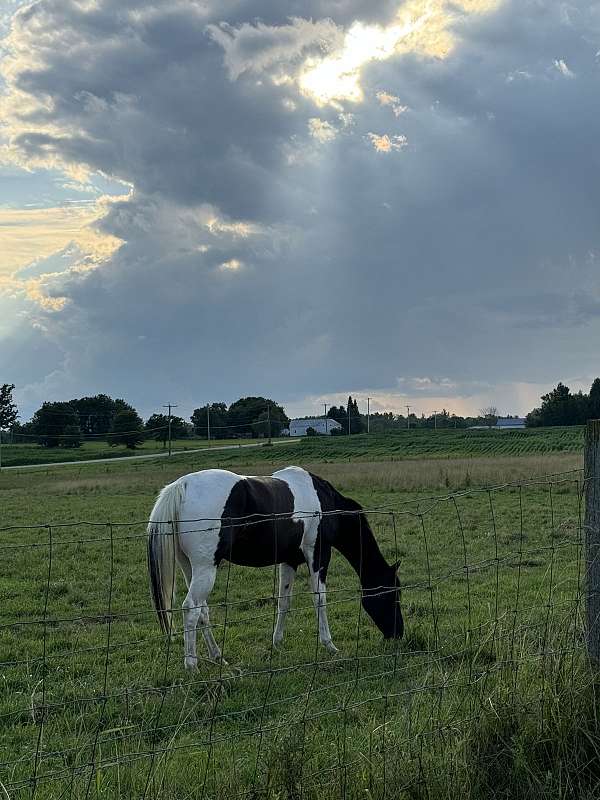 tobiano-paint-mare