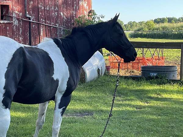 tobiano-all-around-horse