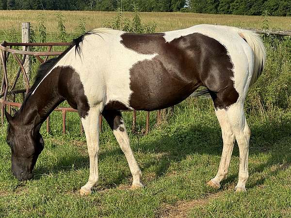 tobiano-apha-mare