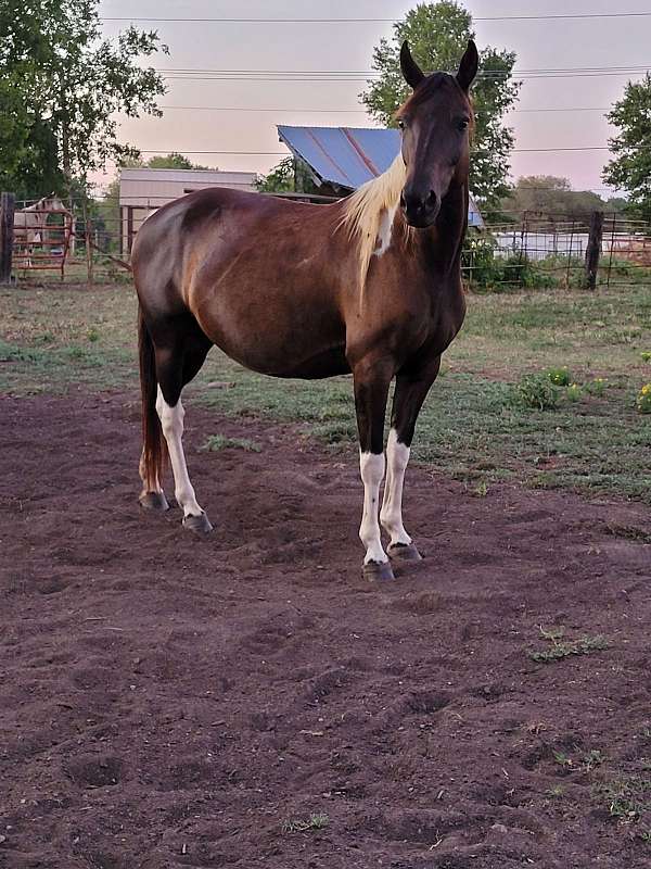 black-white-horse