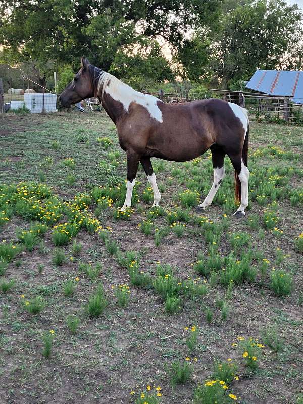 tobiano-black-white-horse