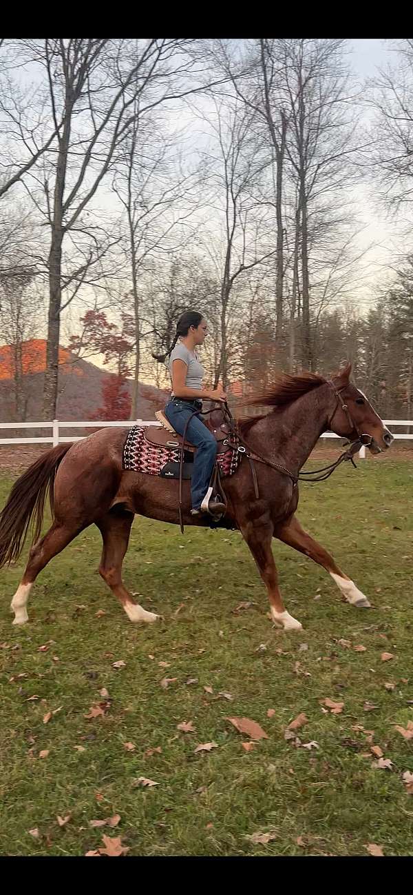 red-roan-roan-sport-horse