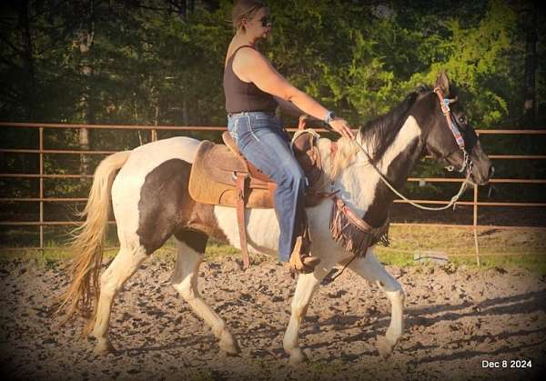 cattle-sorting-spotted-saddle-horse