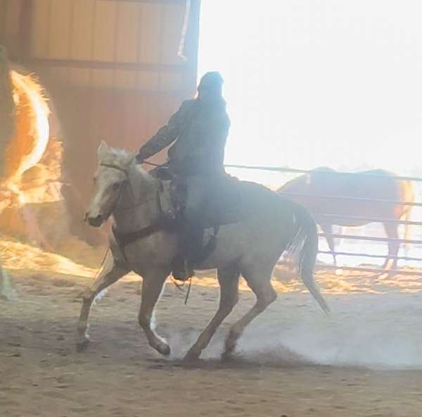 palomino-blaze-horse