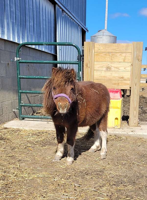 companion-stallion-miniature-horse