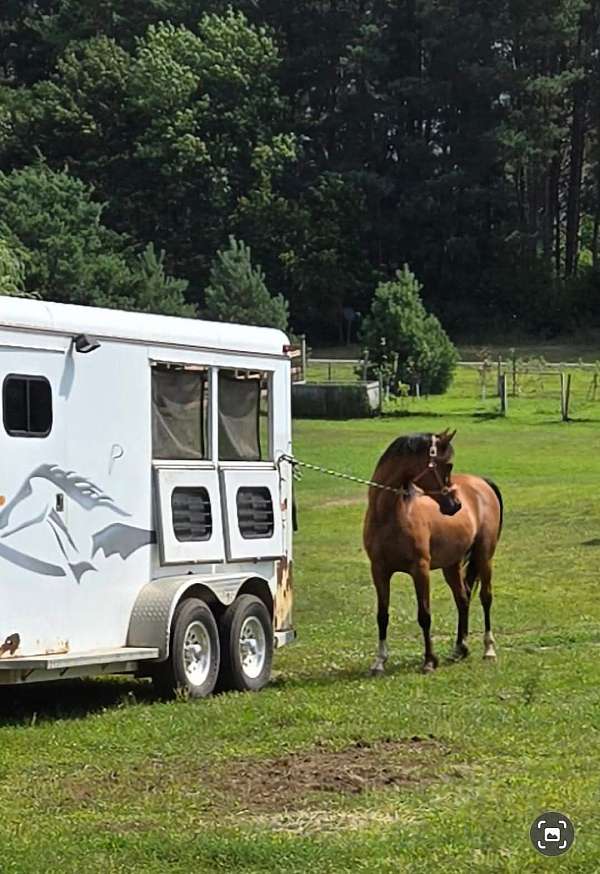 bay-flashy-flaxen-mane-horse