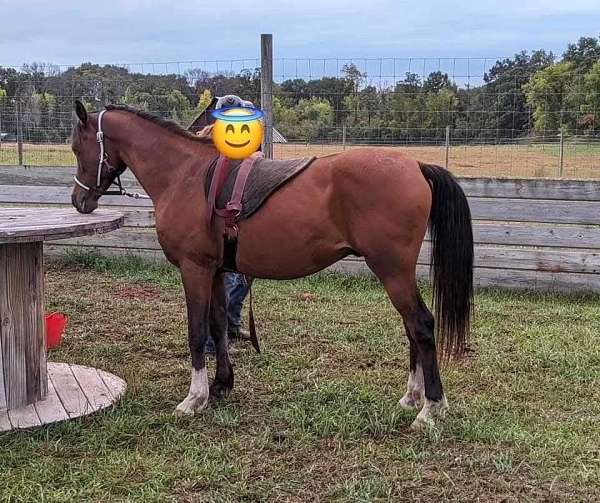 flashy-flaxen-mane-arabian-horse