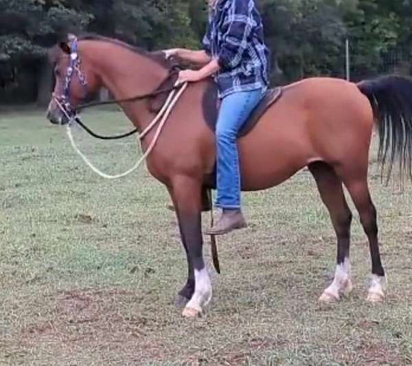 bay-arabian-gelding