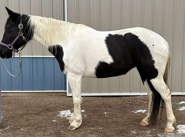 all-around-paint-horse