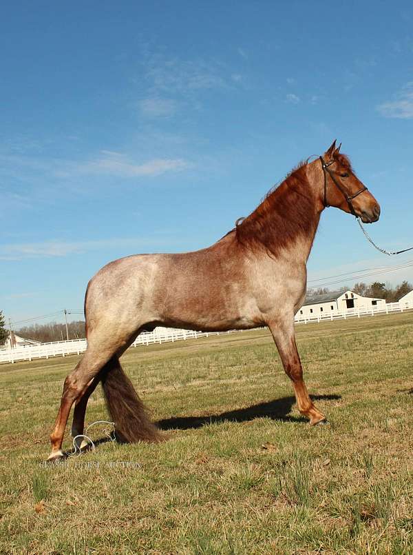 gentle-soul-tennessee-walking-horse