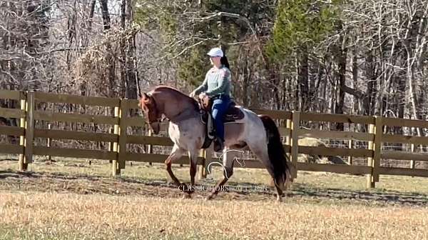 youth-prospect-tennessee-walking-horse