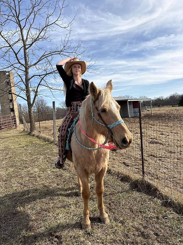 15-hand-missouri-fox-trotter-gelding