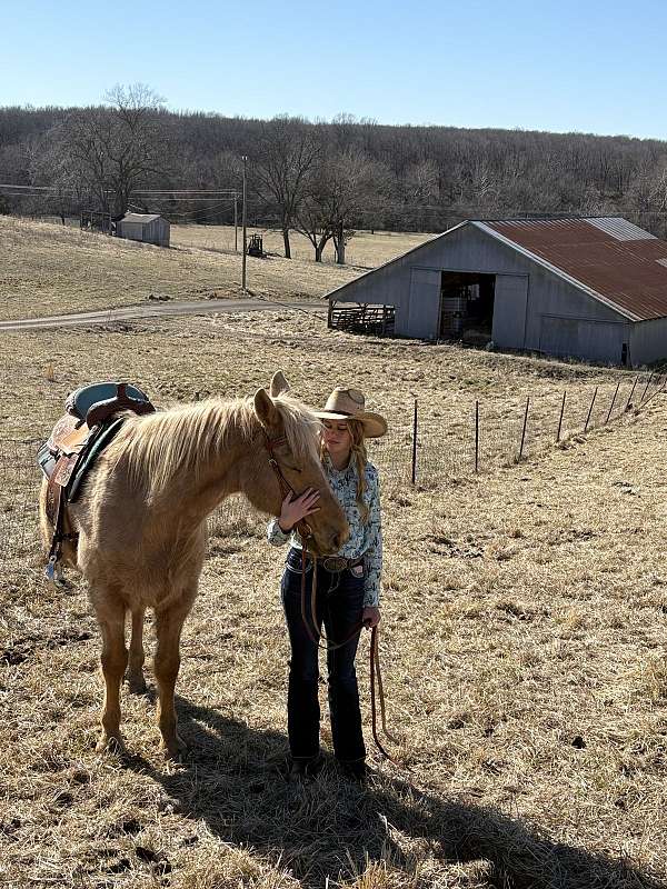 15-hand-missouri-fox-trotter-horse