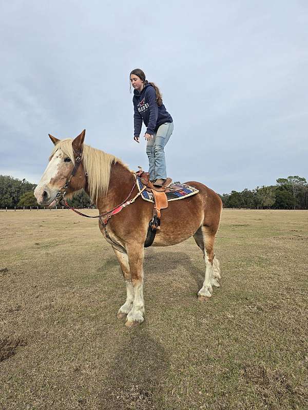 trail-trail-riding-belgian-horse