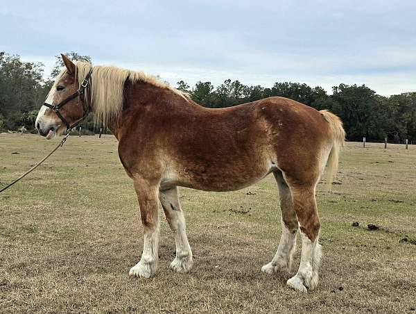 trail-trail-riding-horse