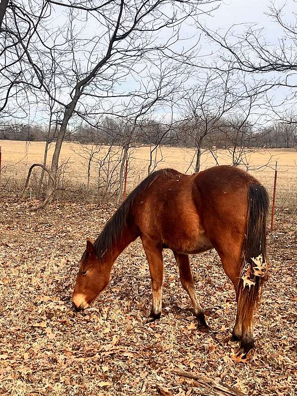 quarter-horse-for-sale