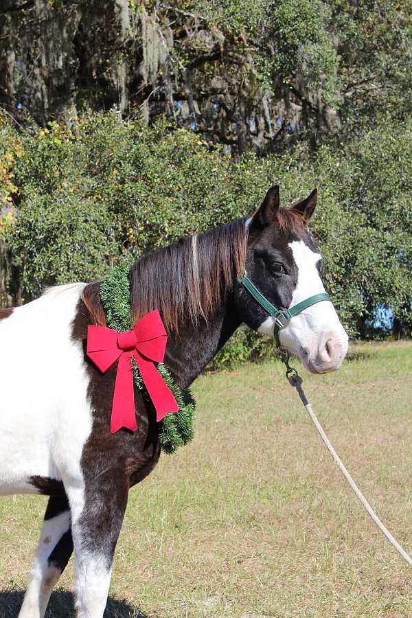 trail-paint-pony