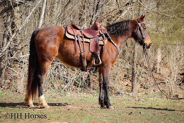 all-around-quarter-horse